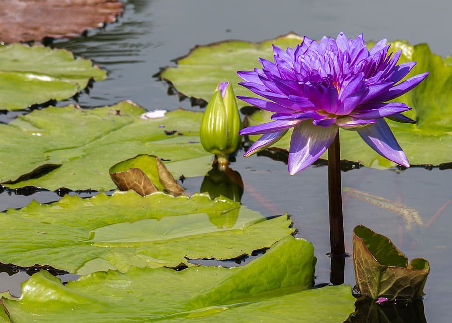 purple lotus flower, flower, water lily, lily pond, purple, plant, flowering plant, water, vulnerability, beauty in nature