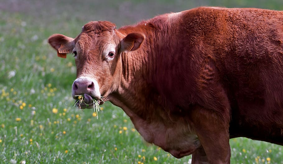 cow, tongue, eating, meadow, mammal, herkauwer, grass, funny, nature, animal themes