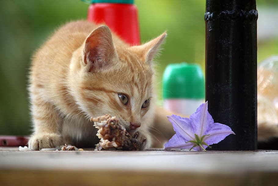 cat, feeding, kitten, eat, food, mammal, animal themes, animal, domestic, domestic cat
