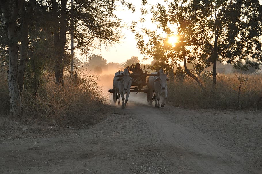 Cart, Sunrise, Cattle, originally, horse, animal, rural Scene, outdoors, people, horse Cart