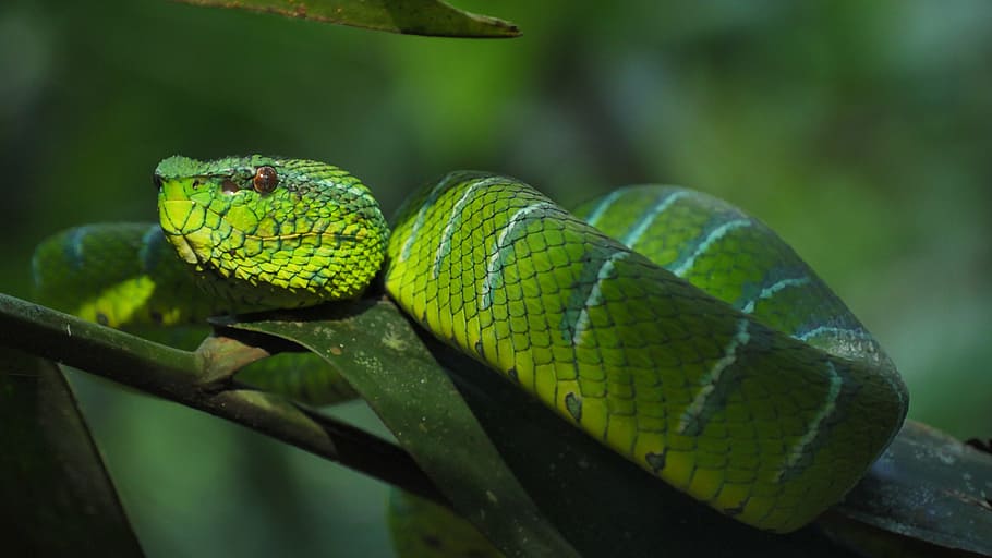 selective, focus photography, pit viper, snake, trimeresus subannulatus, trimeresus, viper, nature, fauna, wild