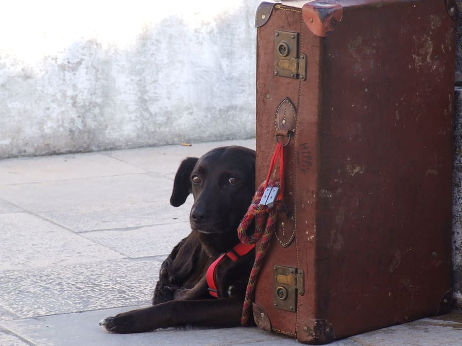 black, labrador, laying, brown, briefcase, wait, dog, animal, suitcase, owner