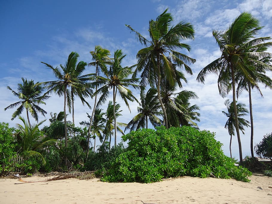 Sri Lanka, Alam, Pantai, Pohon Palem, Iklim tropis, pasir, laut, liburan, pulau, Pohon Palem kelapa
