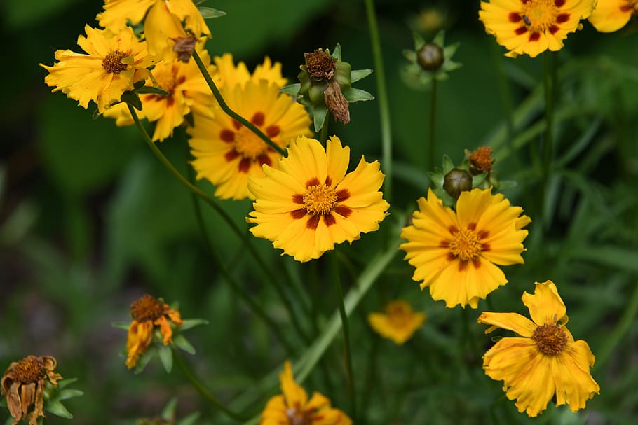 coreopsis, flor, amarelo, feliz, alegre, planta, planta com flor, fragilidade, invertebrado, inseto
