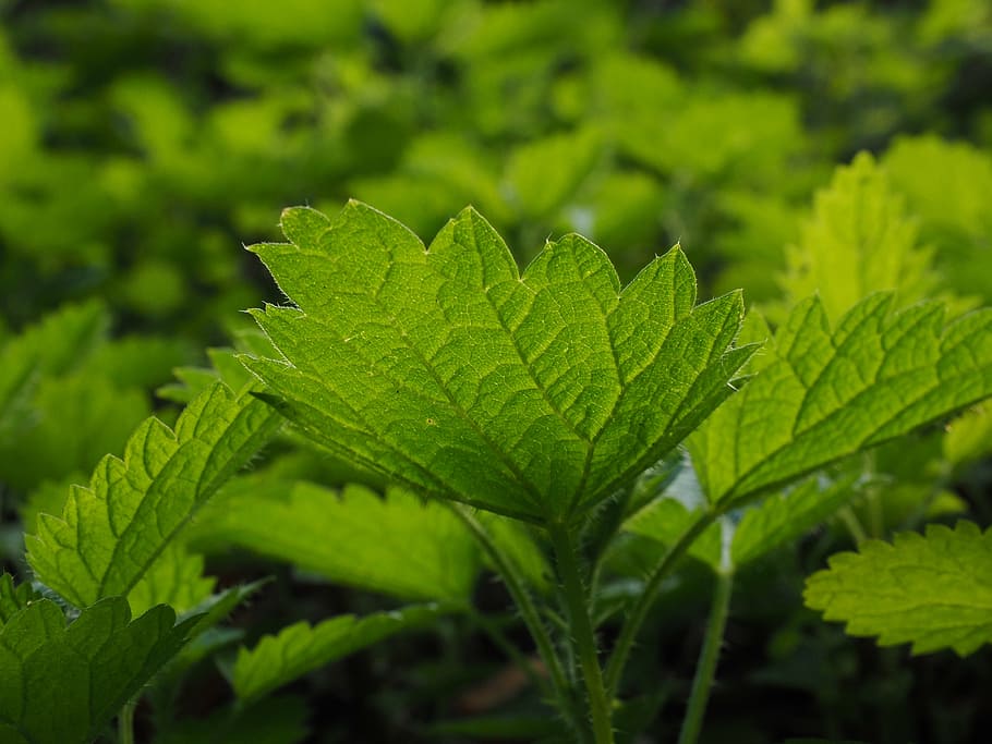 selective, focus photography, green, leaf, small nettle, stinging nettles, urtica, urticaceae, plant, burn