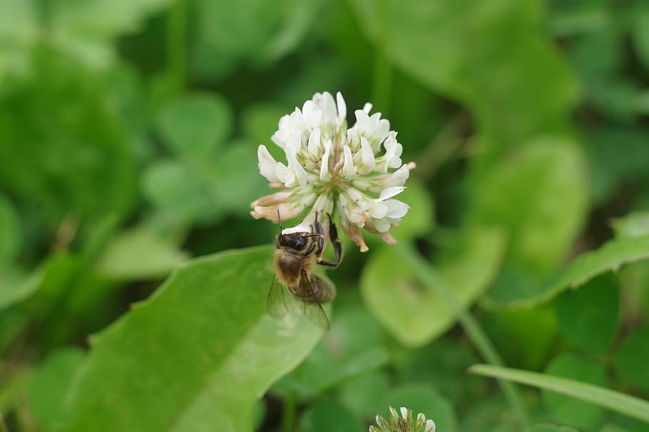 nature, flower, plant, clover, bee, macro, in the summer of, insect, green, flowering plant