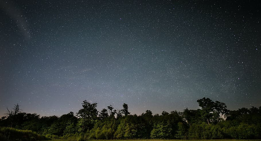green, leaf trees, gray, black, sky, night time, tall, trees, starry, nighttime
