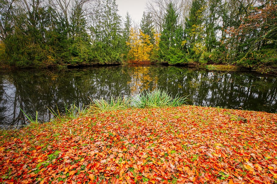 daun, musim gugur, alam, hutan, jatuh dedaunan, warna-warni, pohon, daun jatuh, warna musim gugur, lanskap