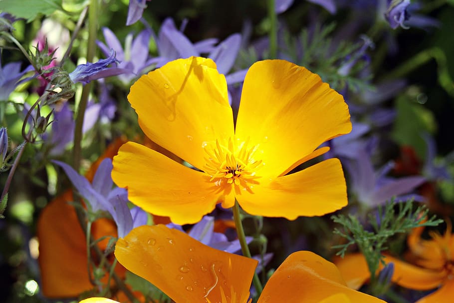 eschscholzia californica, orange, gold poppy, california kappenmohn, kaliforniamohn, sleepy, poppy flower, poppy, garden plant, blossom