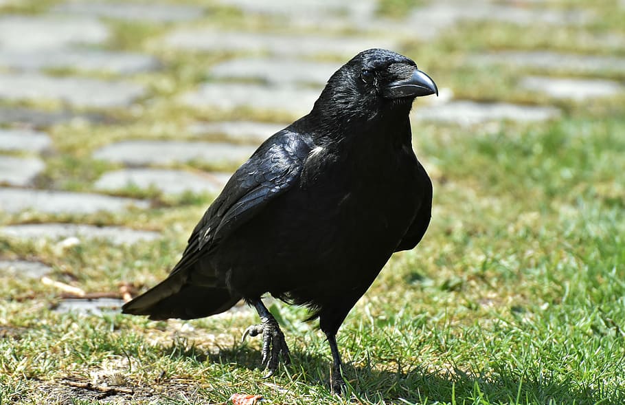 corvo, campo de grama, pássaro corvo, preto, natureza, projeto de lei, corvos de carniça, corvo comum, animais, aves