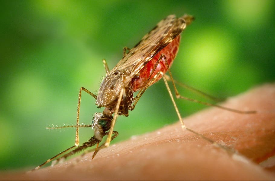 selectiva, fotografía macro, mosquito, marrón, superficie, malaria, placa, enfermedad, insecto, plaga