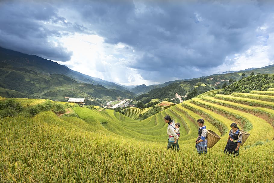 tres, mujer, caminar, terrazas de arroz banaue, adulto, solo para adultos, agricultura, asia, sombrero, sombrero de hoja cónica