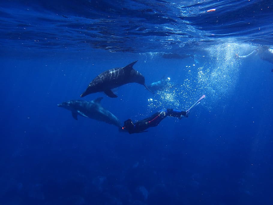 bawah air, fotografi, penyelam, Laut, Lumba-lumba, Biru, Air, dalam air, menyelam, hewan