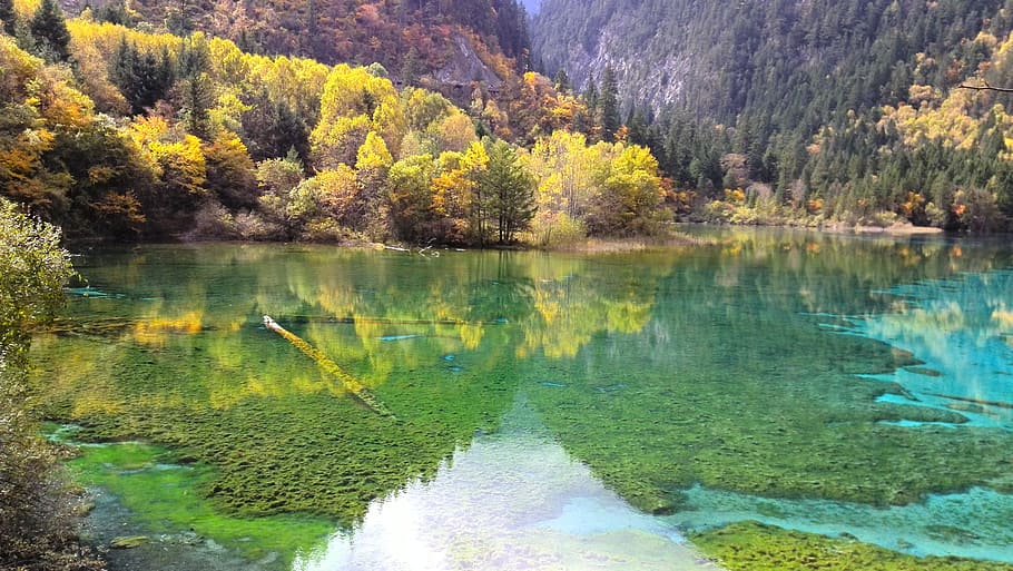 painting of lake, jiuzhaigou, before the earthquake, the scenery, autumn, forest, lake, crystal clear, tree, plant