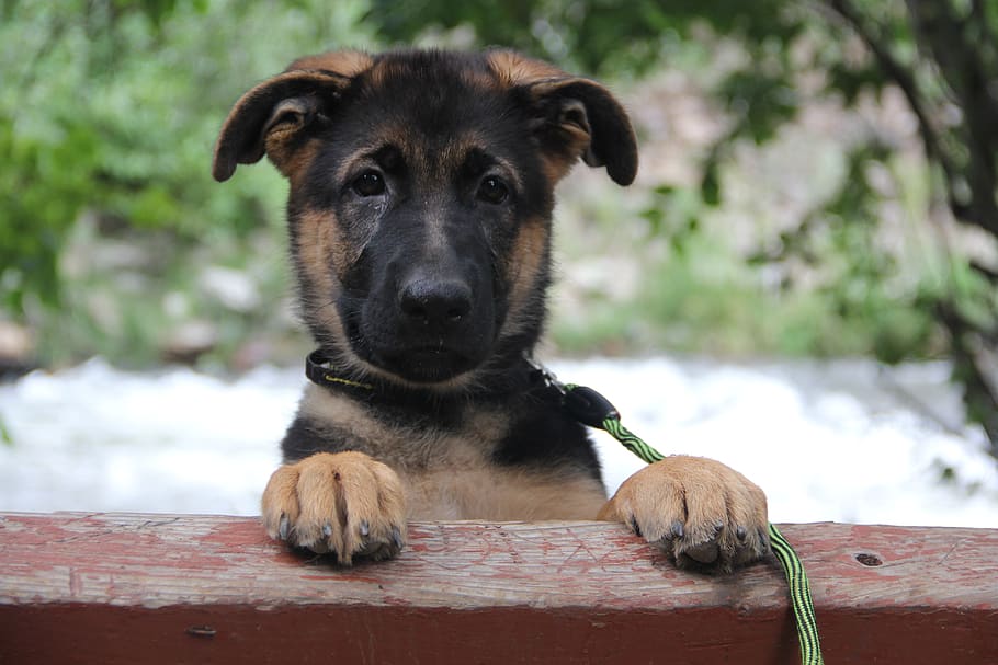 pastor alemán, cachorro de pastor alemán, gsd, canino, perro, cachorro, mascota, lindo, animal, adorable