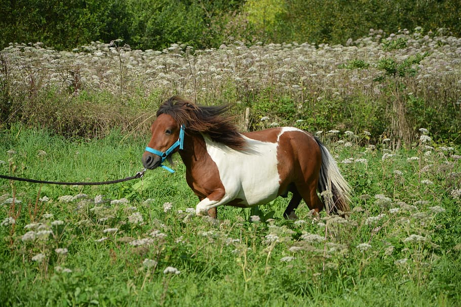 shetland pony, run, horse brown white, prairie, pre, ruminant, dressage, horseback riding, promenade, nature