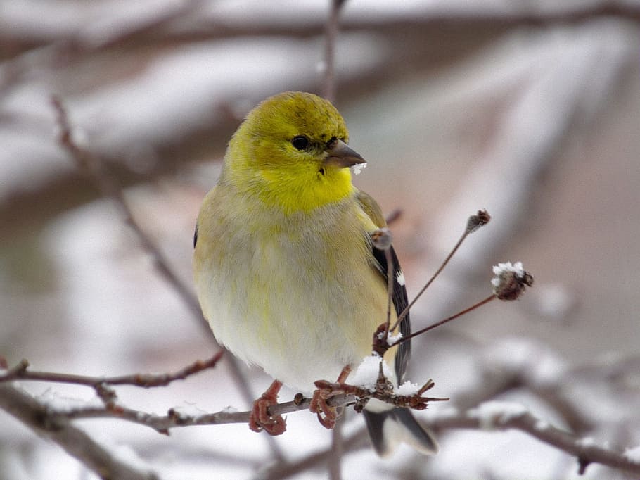 close-up photo, yellow, white, black, bird, tree branch, goldfinch, wildlife, nature, perched
