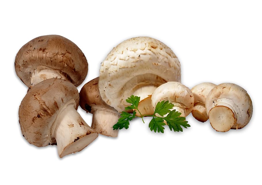 jamur, jamur putih, jamur coklat, alam, tentu saja, sayuran, dapat dimakan, tanaman, peterseli, makanan
