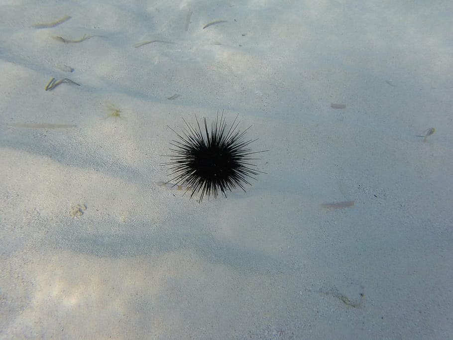 sea ​​urchin, sea, hedgehog, caribbean, water, beach, marine, black, sand, costa
