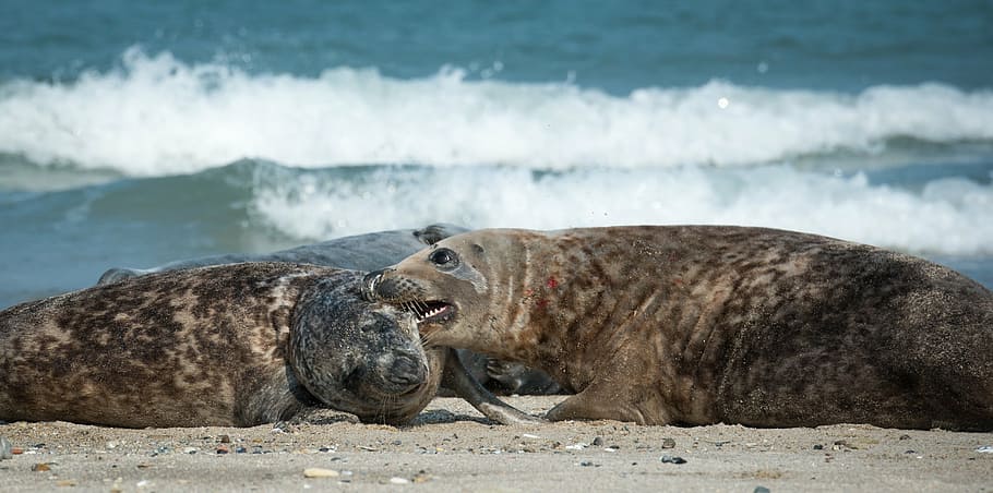 focas grises, mordedura, playa, helgoland, mar del norte, isla del mar, duna, mar, halichoerus grypus, agua