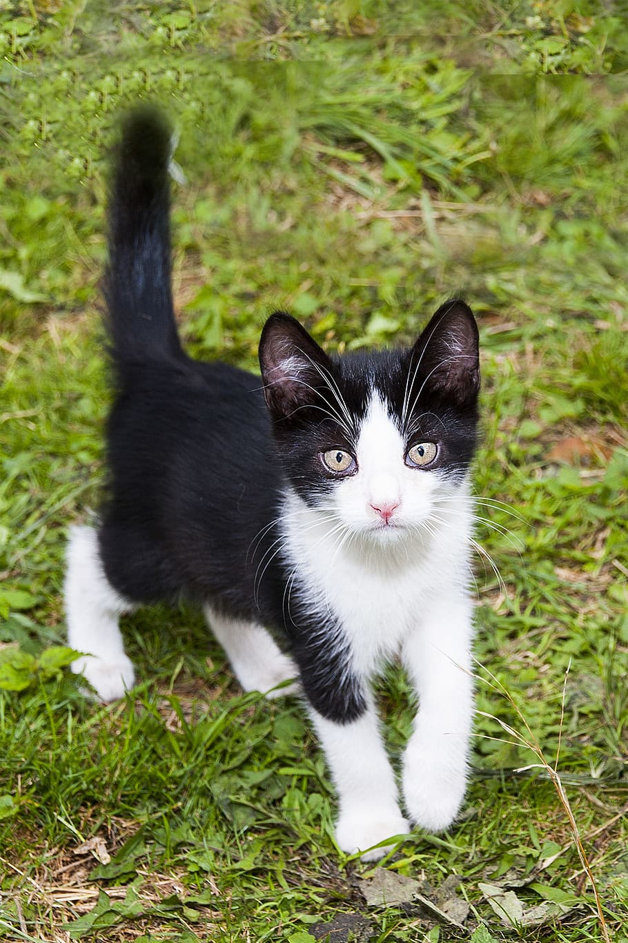 short, fur, white, black, car, black car, kitten, animal, little kitty, black and white