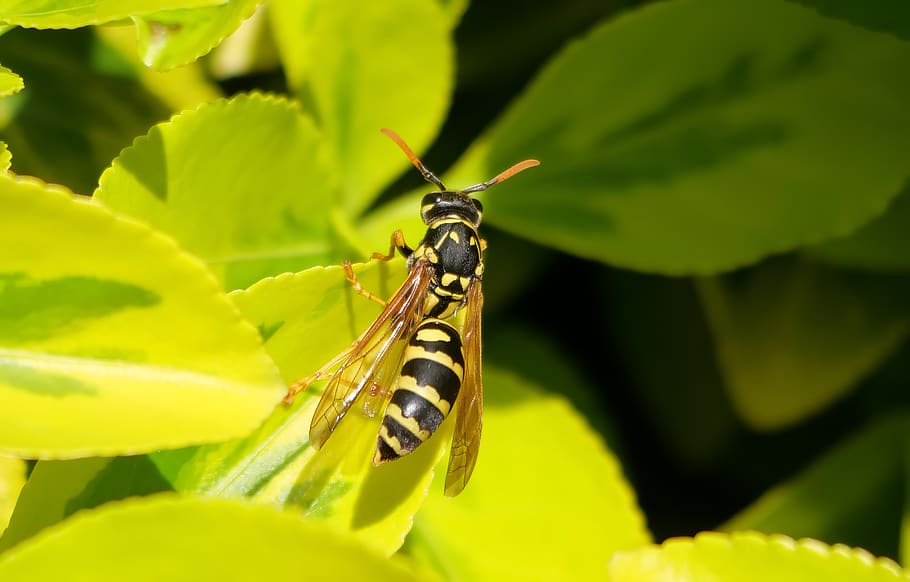 wasp, insect, bee, nature, wing, cock, honey, spring, wings, garden