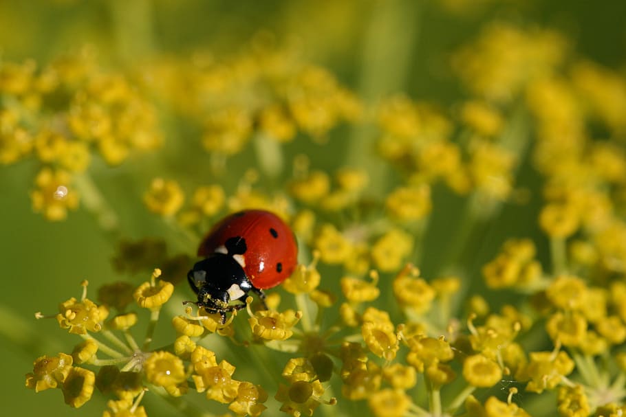 kumbang kecil, merapatkan, alam, kumbang, serangga, makro, margasatwa, tanaman, kecil, merah