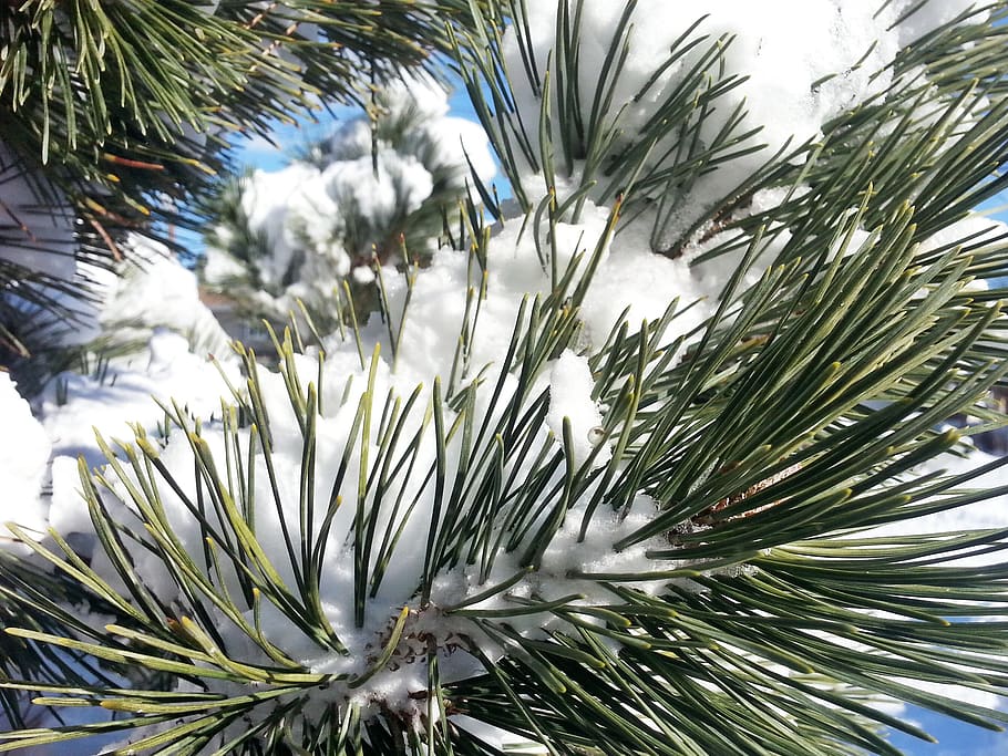 pinos, nieve, planta, árbol, pino, crecimiento, aguja - parte de la planta, naturaleza, color verde, árbol conífero