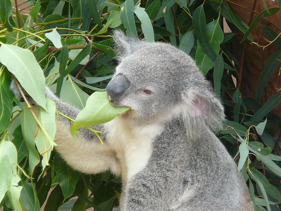 koala comiendo hoja, koala, australia, zoológico, marsupial, vida silvestre, árbol, eucalipto, oso, mamífero