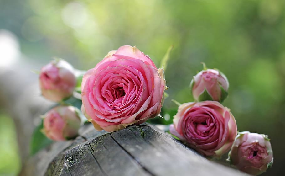selective, photography, pink, rose, bush röschen, pink rose, bush florets pink, flowers, bud, nature