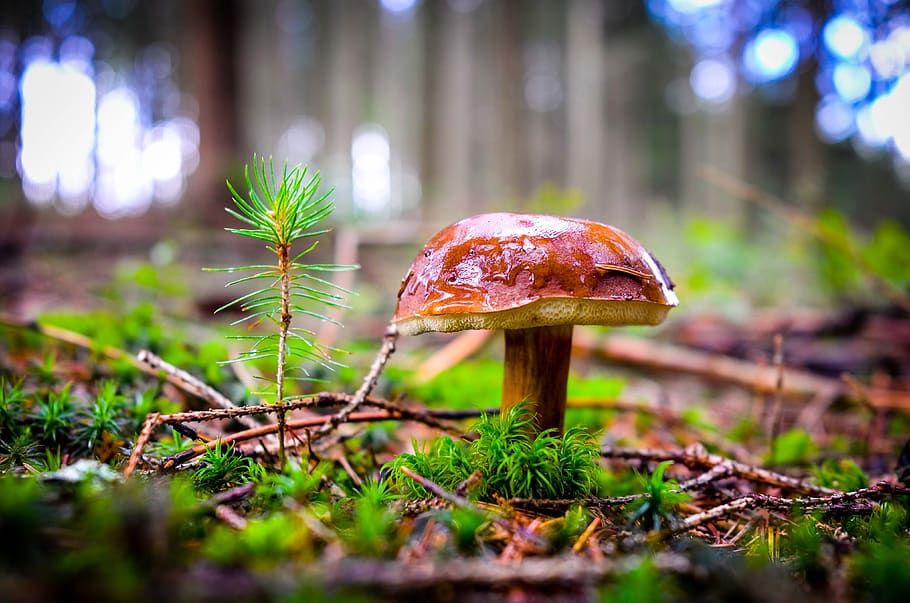 cep, mushroom, red, forest, rac, nature, autumn, mushrooms, edible, porcini mushrooms