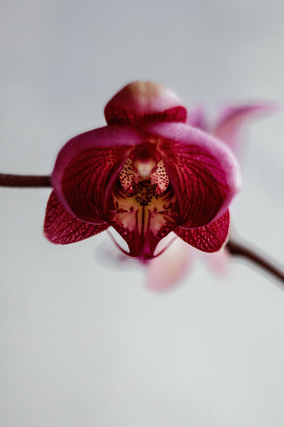 close-up photograph, pink, moth orchid, nature, plants, stem, fuchsia, flower, orchid, petal