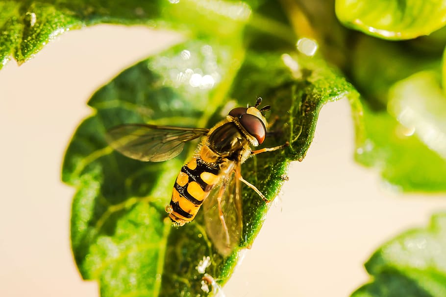 yellow, black, bee, green, leaf, hover fly, insect, animal, fly, mist bee