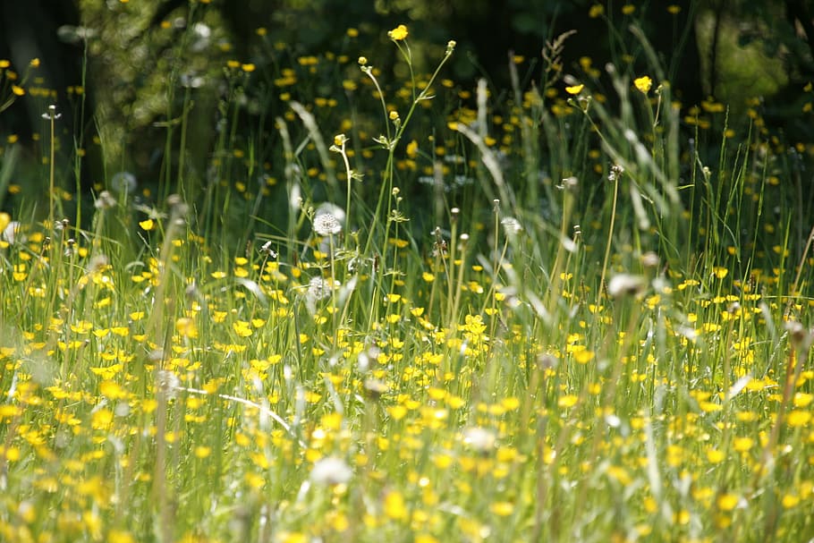 kuning, bidang bunga, siang hari, padang rumput, bunga, musim semi, demam, serbuk sari, mekar, dandelion