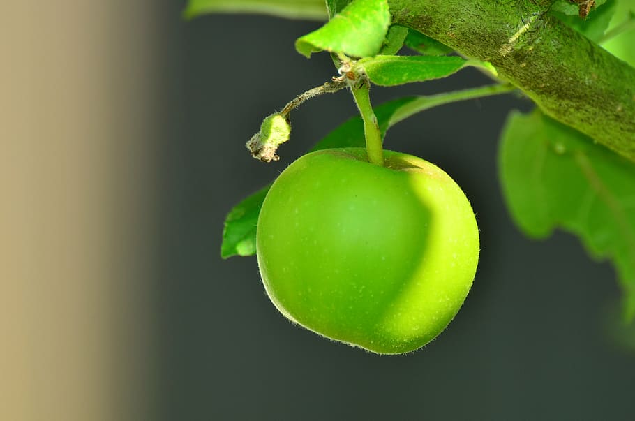 tilt shift focus photography, verde, maçã, maçã verde, árvore, macieira, jardim, fruta, saudável, cor verde