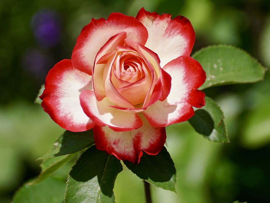 closeup, photography, red, white, rose, closeup photography, red and white, white rose, blossom, bloom