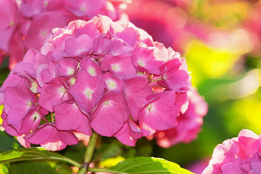 foto close-up, warna merah muda, bunga mophead hydrangea, hydrangea, lampu belakang, bunga, mekar, kepenuhan bunga, hydrangea rumah kaca, hydrangeaceae
