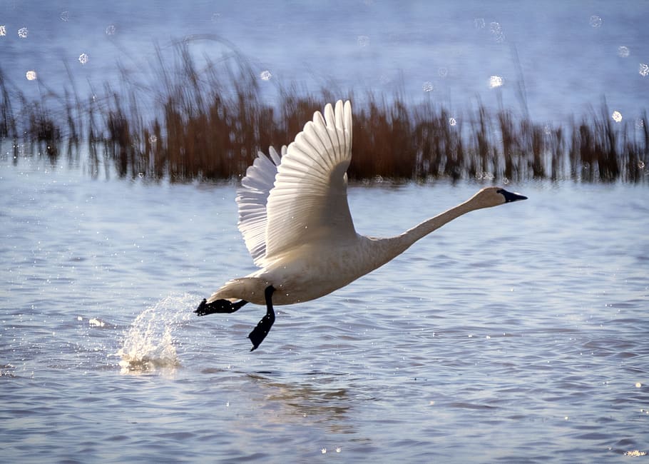 terbang burung, gerakan, air, alam, penerbangan, hewan, burung, hari, di luar rumah, danau