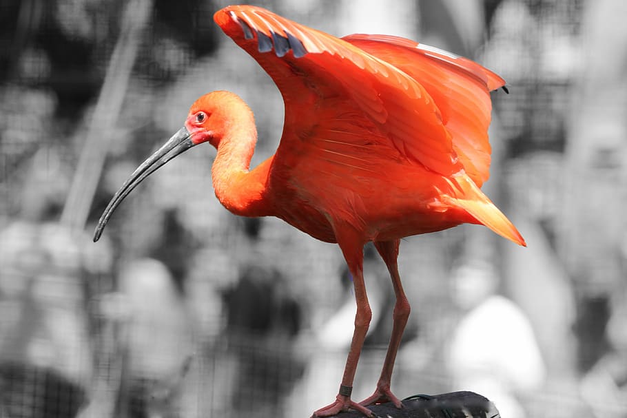 Rosa, flamenco, pájaro, plumas, pico, flamenco rosado, rojo, fauna animal, animales salvajes, al aire libre