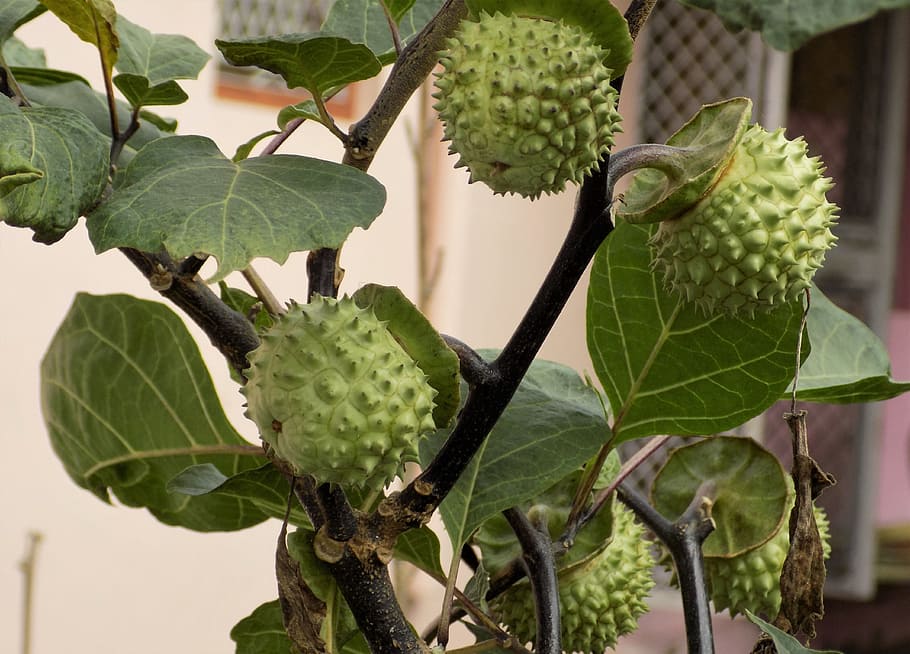 datura stramonium plant, thorn-apple, poisonous, weed, venomous, natural, seed, herb, leaf, fruits