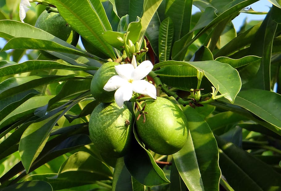 flower, white, sea mango, fruit, madagascar ordeal bean, odollam tree, pink-eyed cerbera, dog-bane, cerbera manghas, apocynaceae
