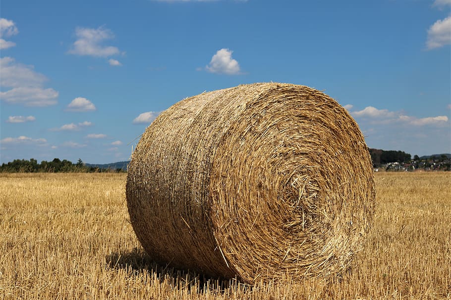 hay bales, standing, round, field, clouds, blue, summer, agriculture, nature, rural