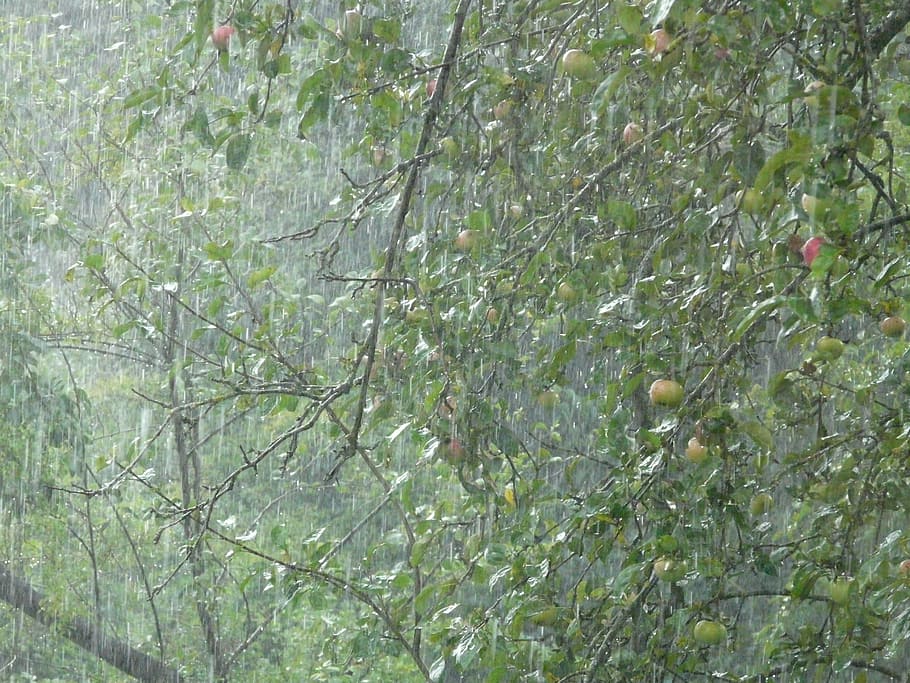 downpour, rainstorm, rain, shiver, wet, water, tree, apple tree, raindrop, storm