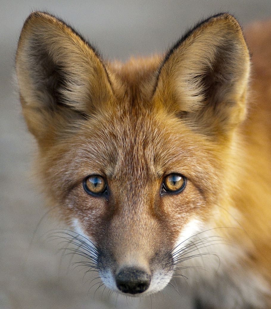 Fox, brown and white fox, one animal, mammal, animal wildlife, animals in the wild, close-up, animal body part, portrait, vertebrate