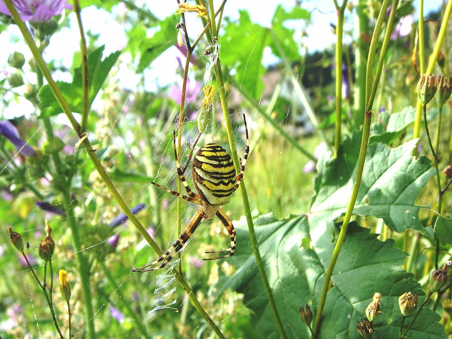 Wasp Spider, Nature, Yellow, spider, striped, one animal, animal themes, animals in the wild, insect, animal wildlife