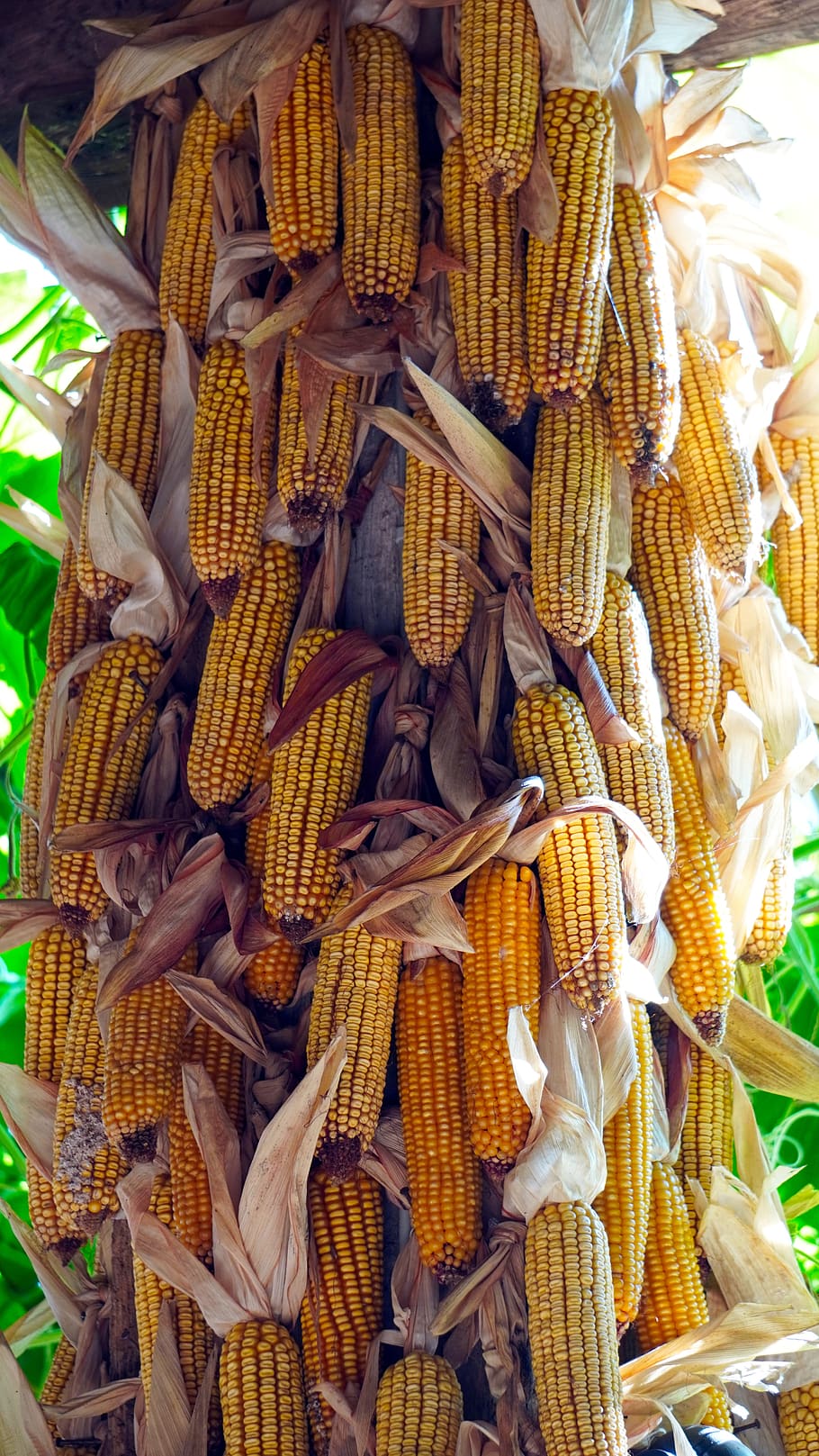 corn, corn on the cob, harvest, corn kernels, food, autumn, food and drink, freshness, yellow, sweetcorn