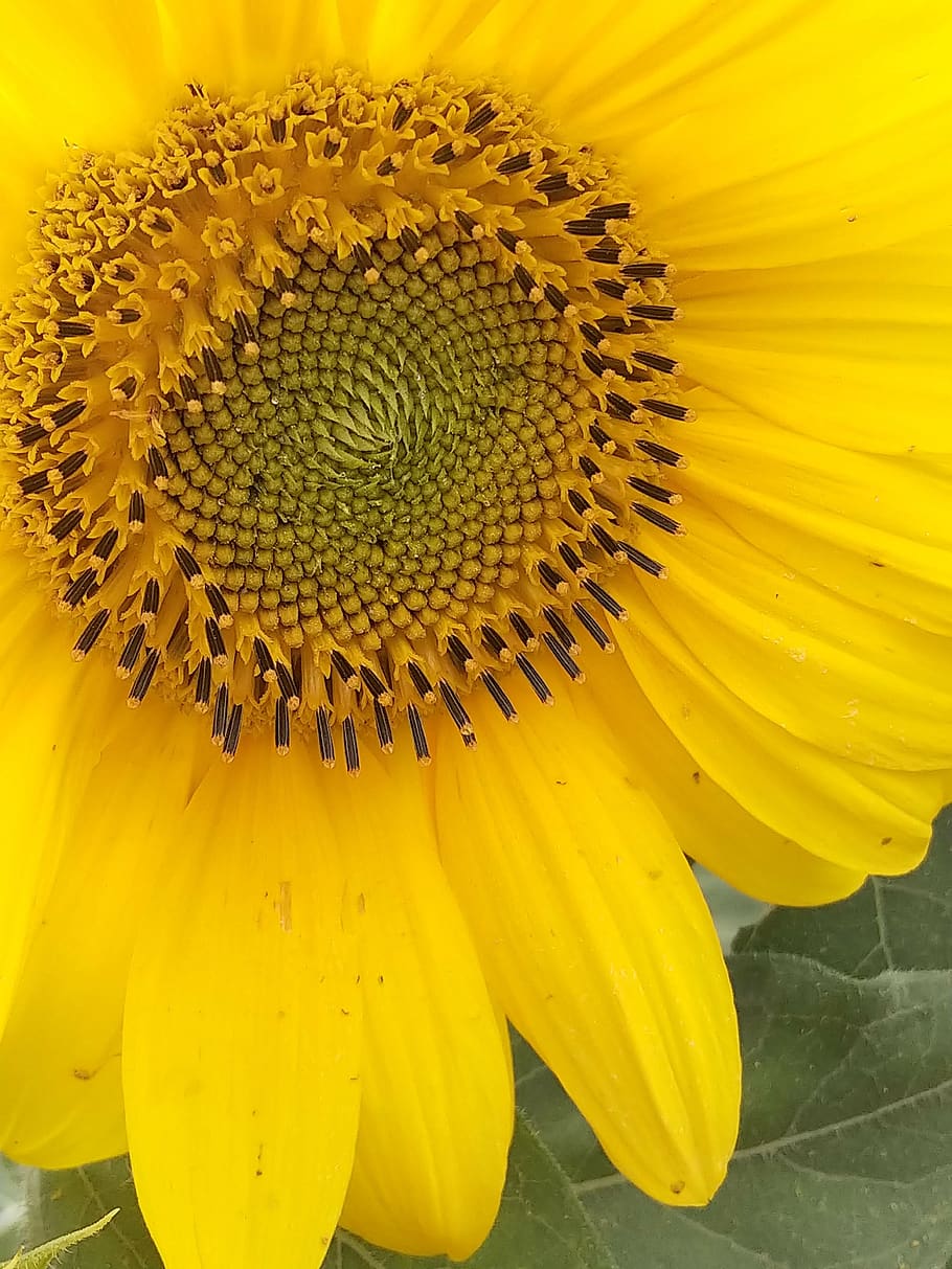 sun, sunflower, solstice, yellow, summer, bloom, nature, garden, helianthus, field