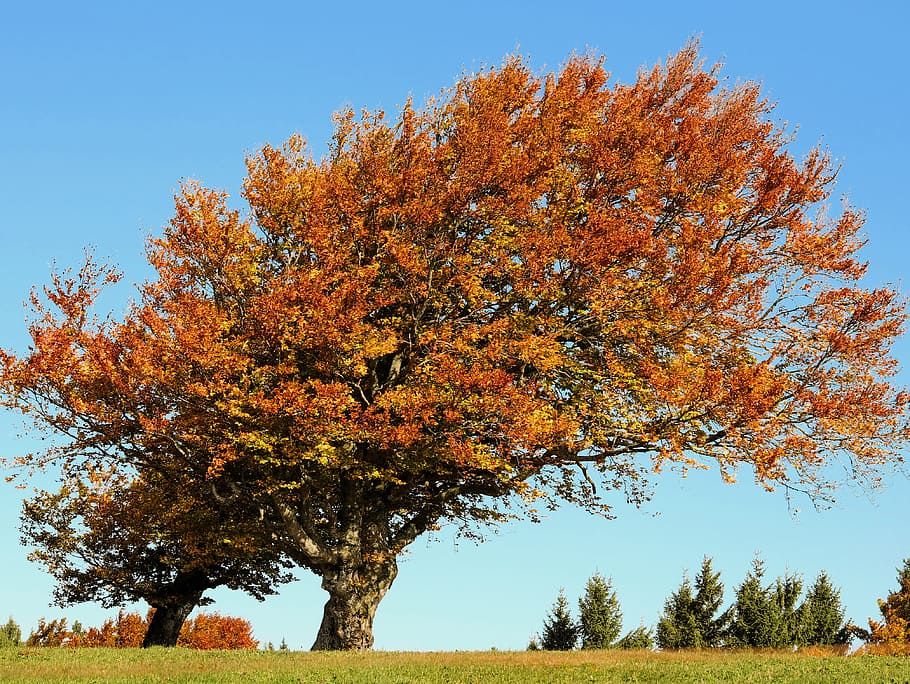 orange tree leaves, tree, beech, autumn, deciduous tree, old tree, gnarled, leaves, colorful, yellow