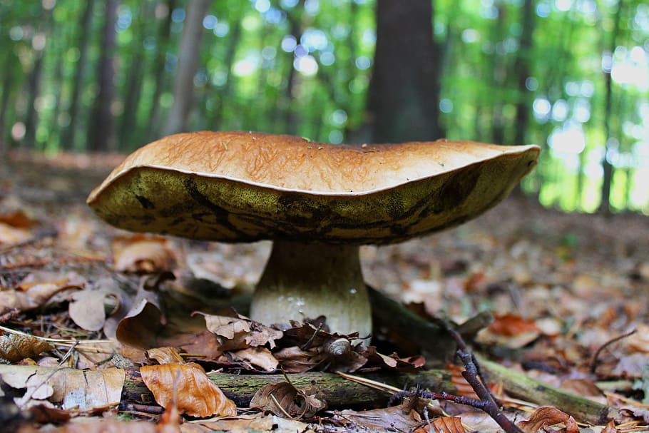 beige mushroom, cep, forest floor, mushroom, noble rot, forest, autumn, fungus, vegetable, land