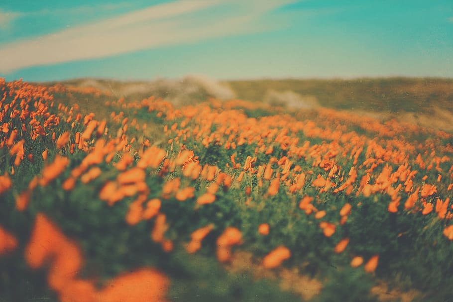orange, flower field, white, cloud, blue, skies, daytime, flowers, field, garden